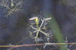 Floating bladderwort